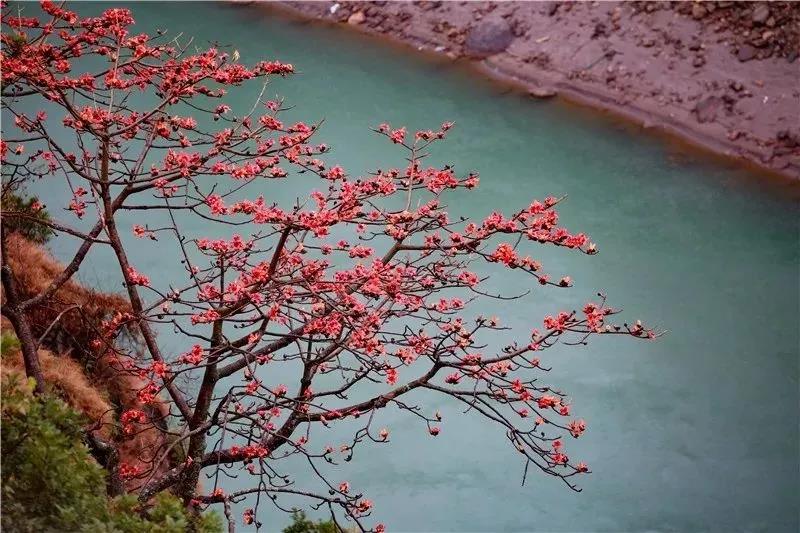 春到怒江，木棉斗艷，鳥兒、松鼠一起把春鬧……